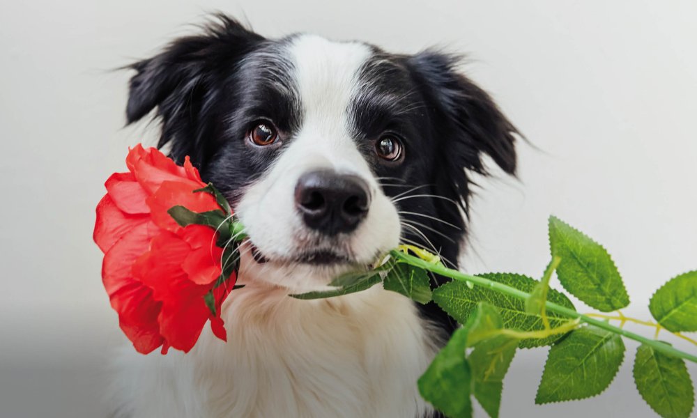 Los regalos más bonitos, cariñosos y sabrosos de San Valentín para tu perro