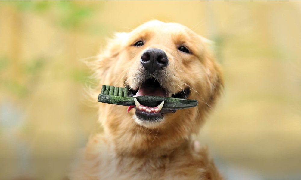Consejos para la limpieza dental de los perros