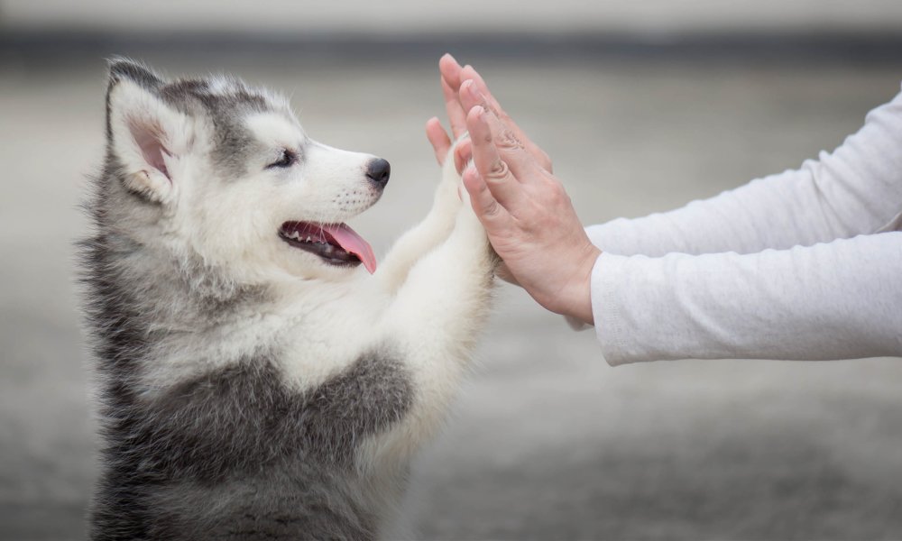 Aperitivos sanos para tu perro : 10 Consejos