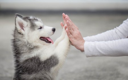 Aperitivos sanos para tu perro : 10 Consejos