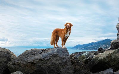 Los 10 mejores aperitivos para perros de 2024