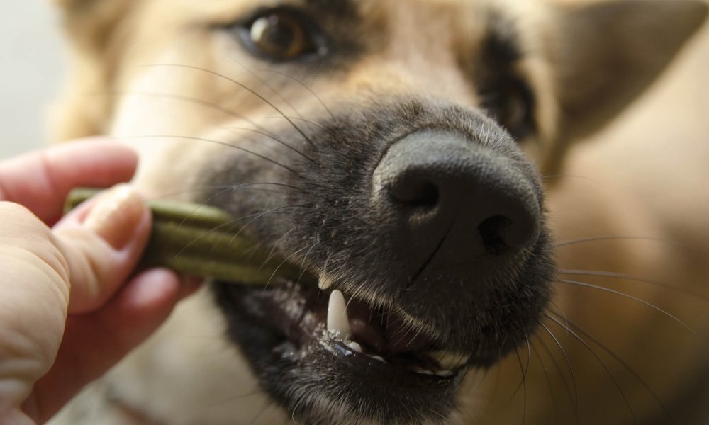 ¿Cuál es el hueso para perro que más le conviene al tuyo?