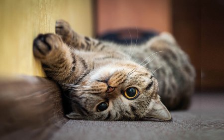 ¡Mima al máximo a tu gato con estos aperitivos para gatos!