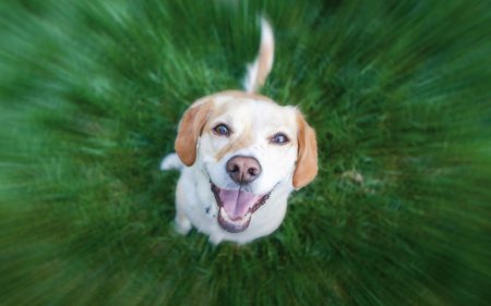 ¿Actividad con tu perro al aire libre? ¡Utiliza estos aperitivos para el entrenamiento!