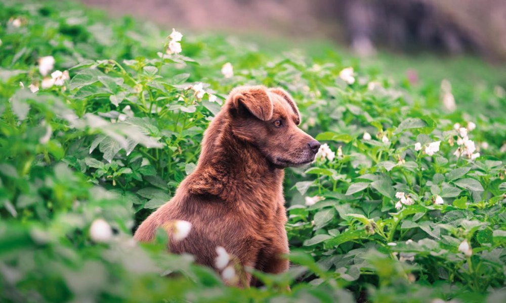 ¿Los perros pueden comer boniato?
