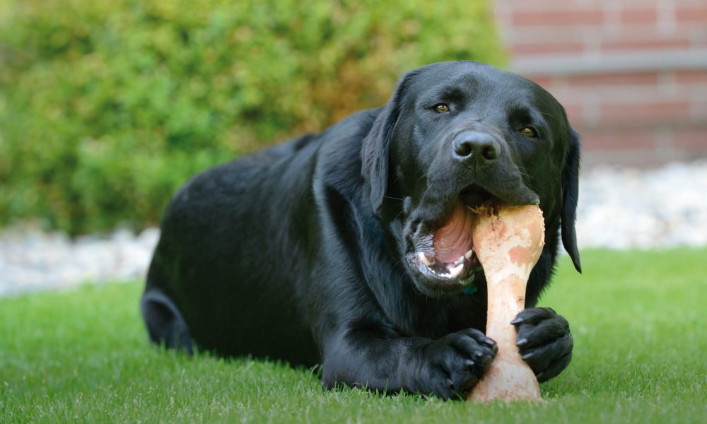 Comparación: huesos naturales para perro frente a huesos masticables de nailon