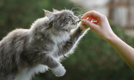 Aperitivos de pescado para gatos