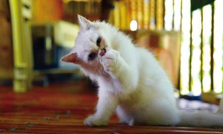 Cinco aperitivos sanos para tu gato