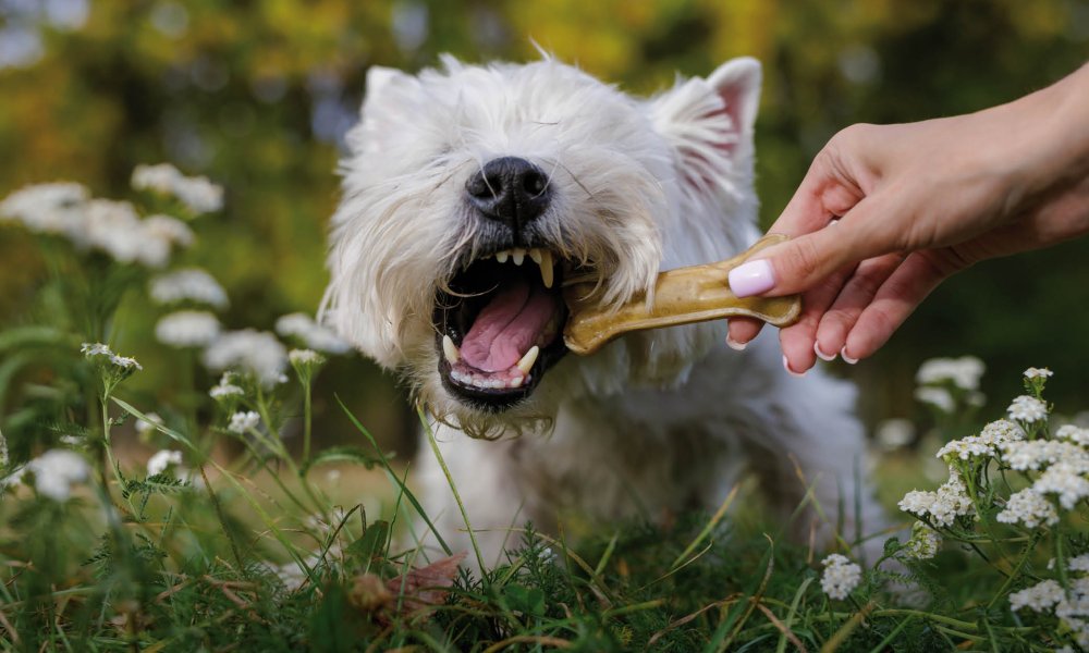 Cinco huesos seguros para perro