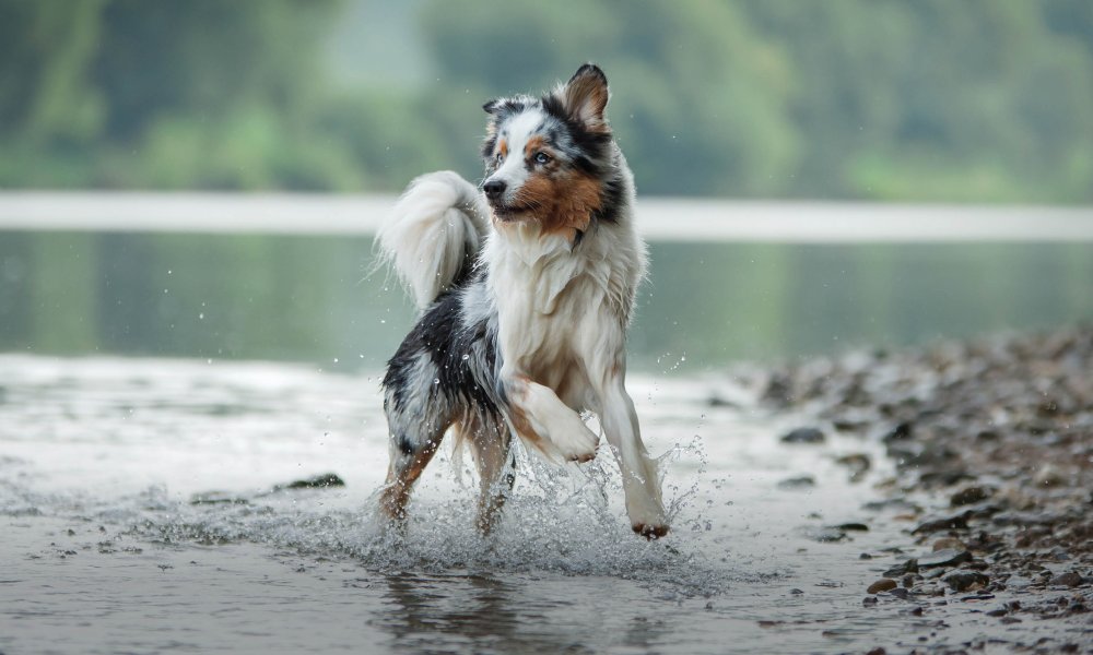 ¿Le das pescado a tu perro? ¡Muy saludable!