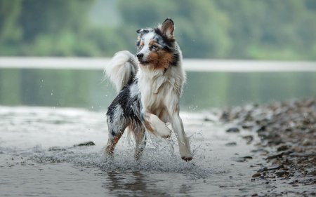 ¿Le das pescado a tu perro? ¡Muy saludable!