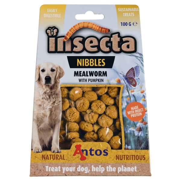 Insecta