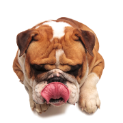 Alimentos naturales y premium para mascotas