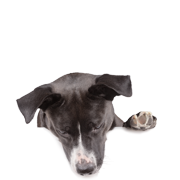 Suplementos para perros