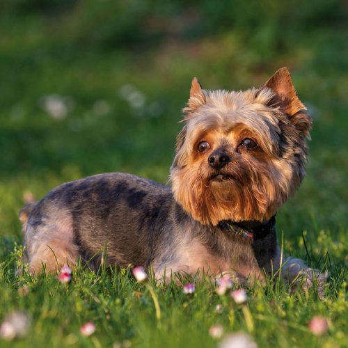 Perros muy pequeños