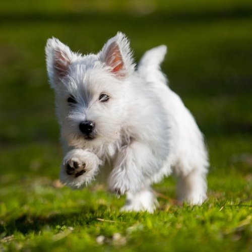 Perros pequeños