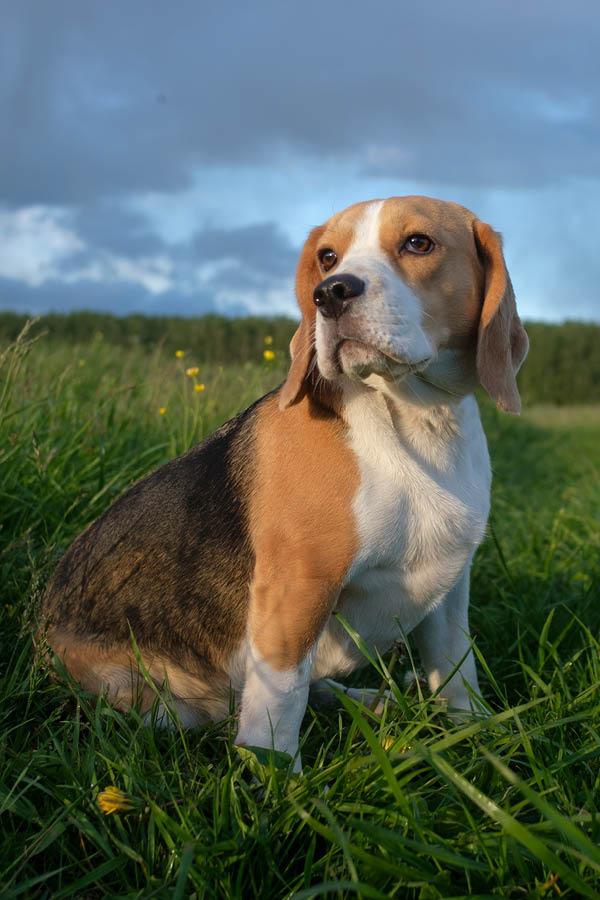 Naturaleza snacks para perros Naturaleza snacks para perros