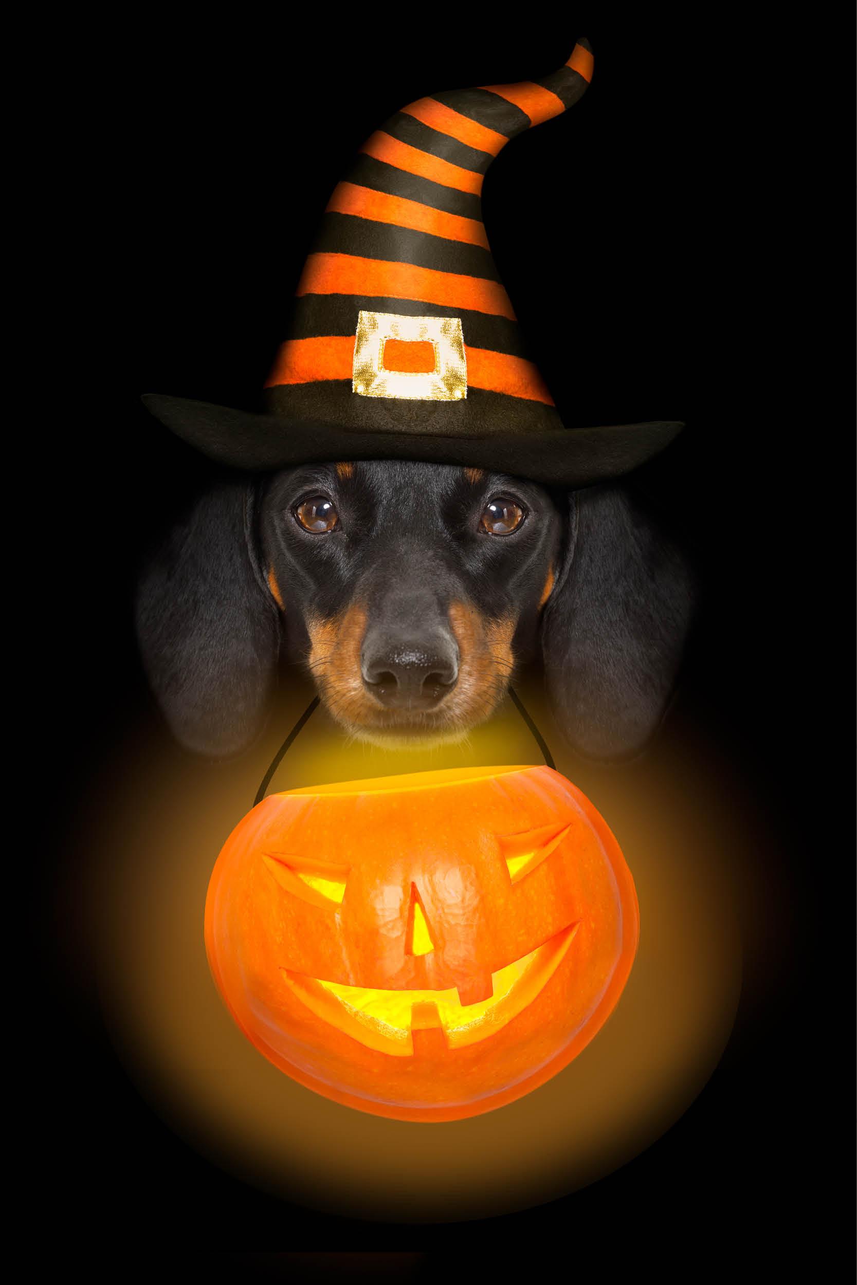 Aperitivos de Halloween para perros