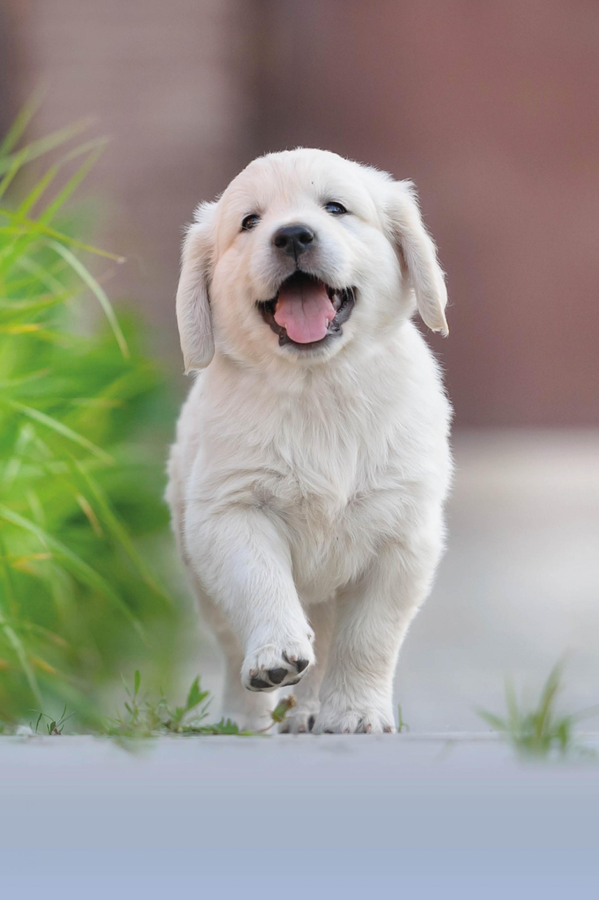 Regalos bonitos para perros