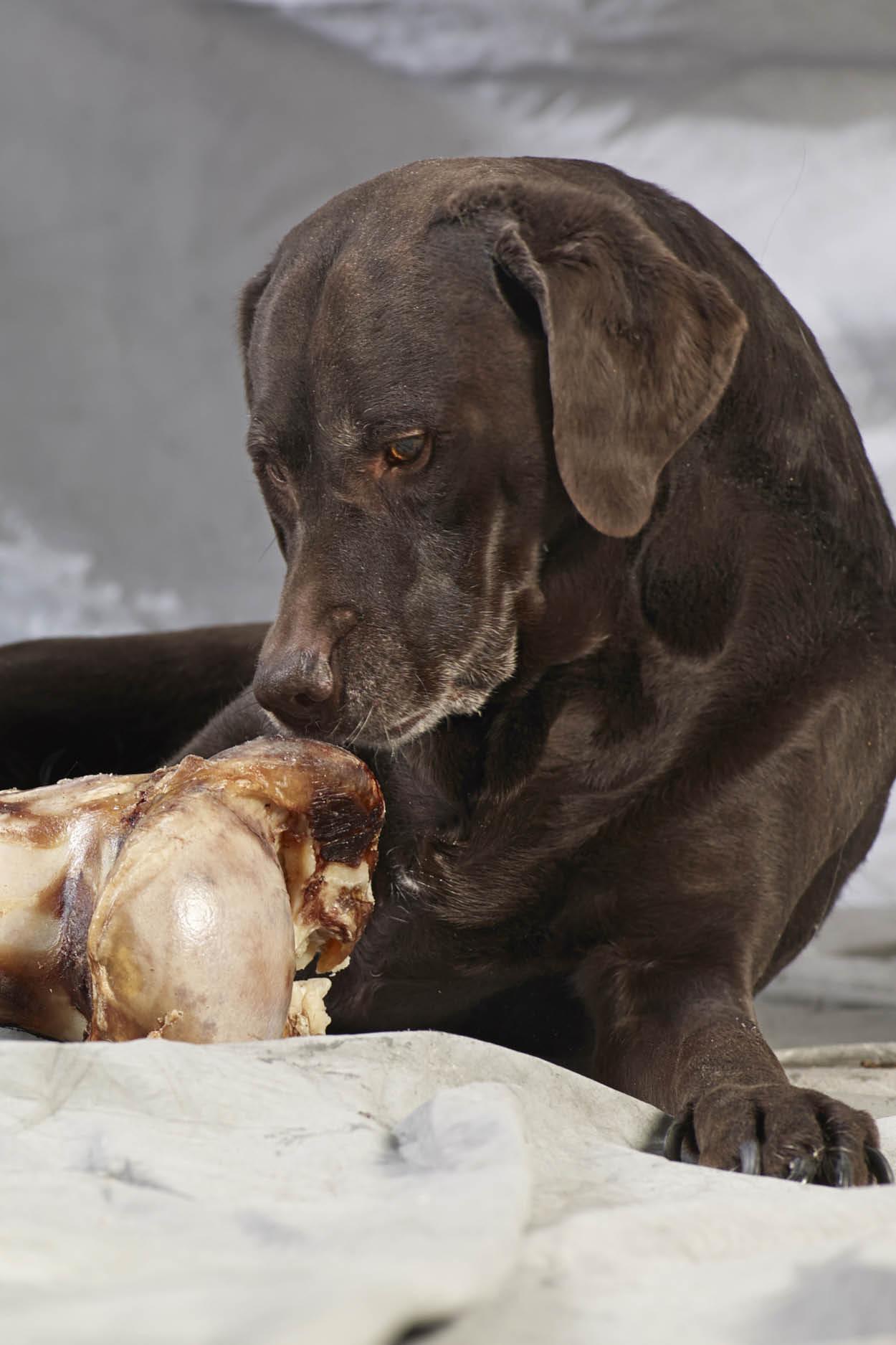 Huesos de carne para perros