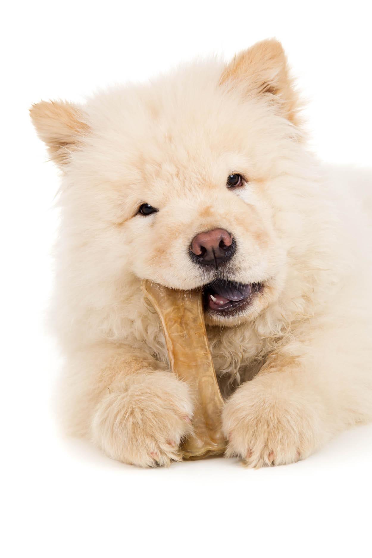 Huesos para cachorros Huesos para cachorros