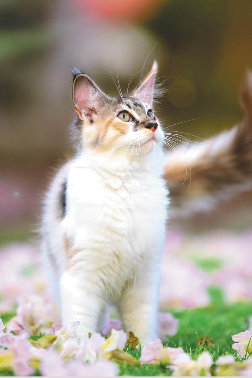 Proveedor de golosinas y aperitivos para gatos