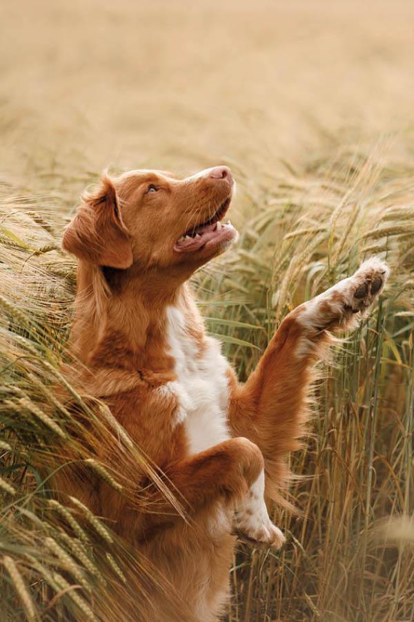 Alegres amigos peludos de cuatro patas Alegres amigos peludos de cuatro patas