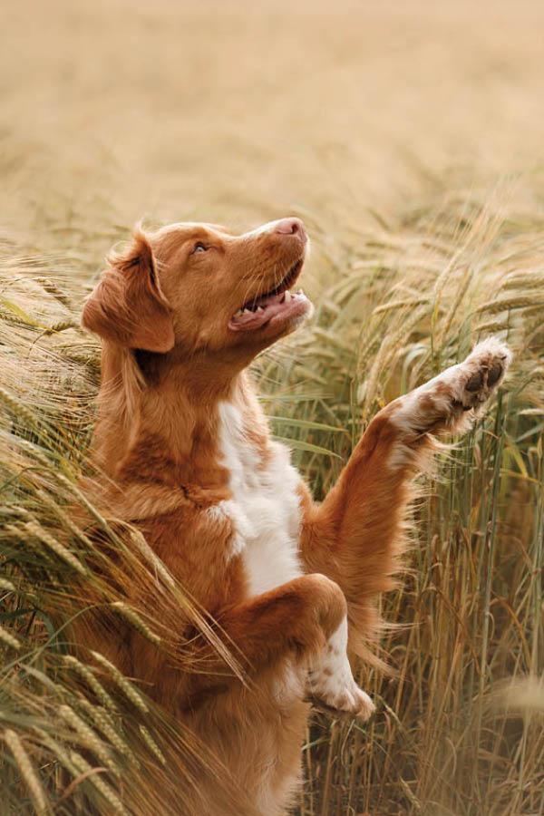 Alegres amigos peludos de cuatro patas