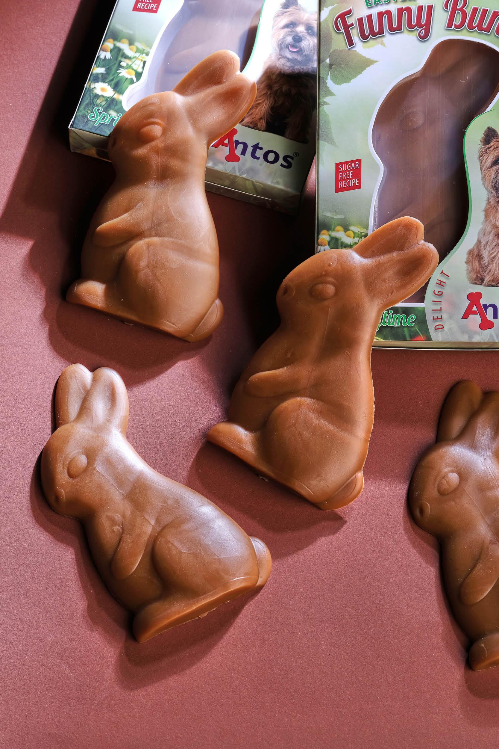 Pascua para tu perro Pascua para tu perro