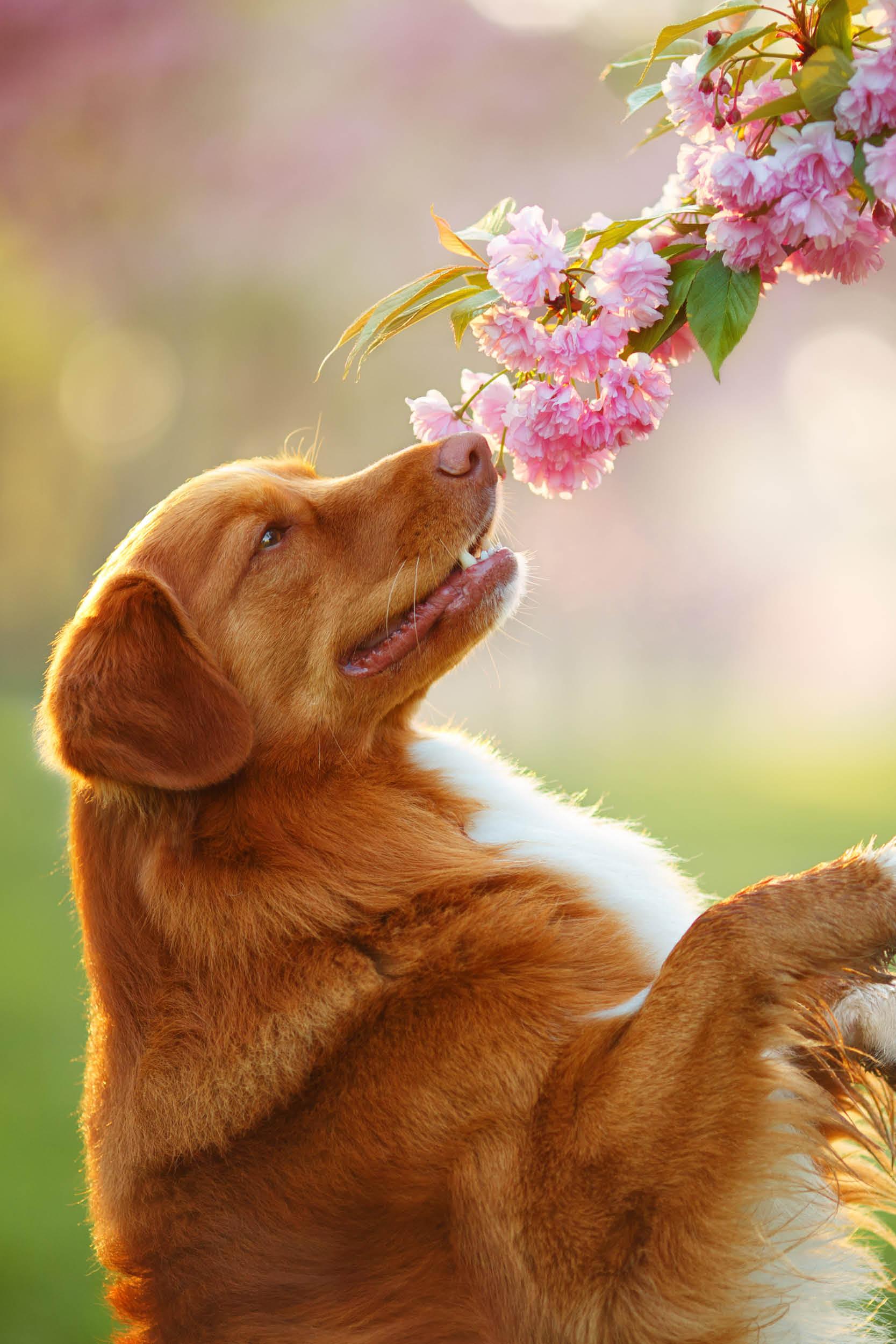 Deliciosos aperitivos de Pascua para perros