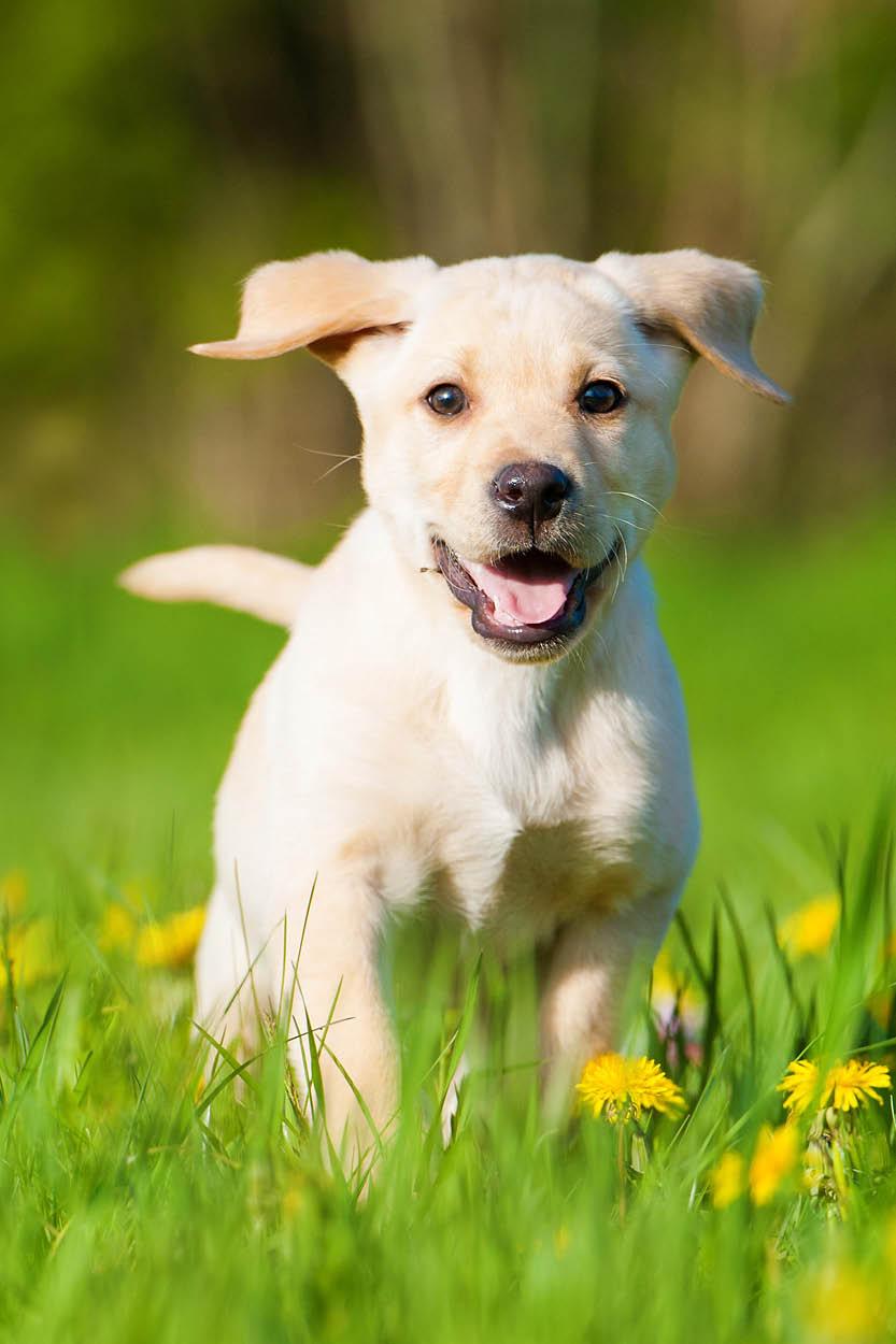 Cachorros en crecimiento