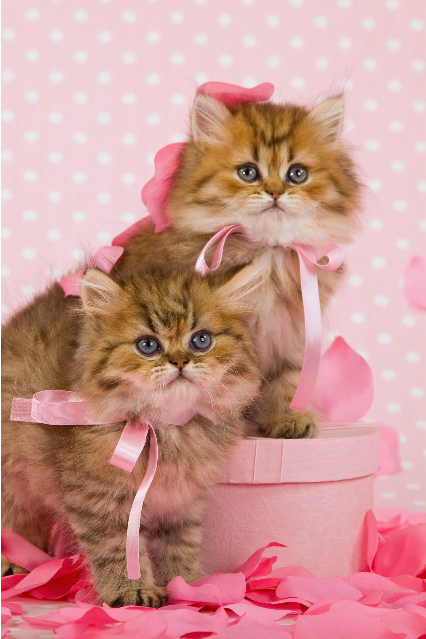 Día de San Valentín para gatos
