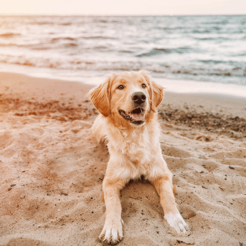 Para que tu perro disfrute del verano