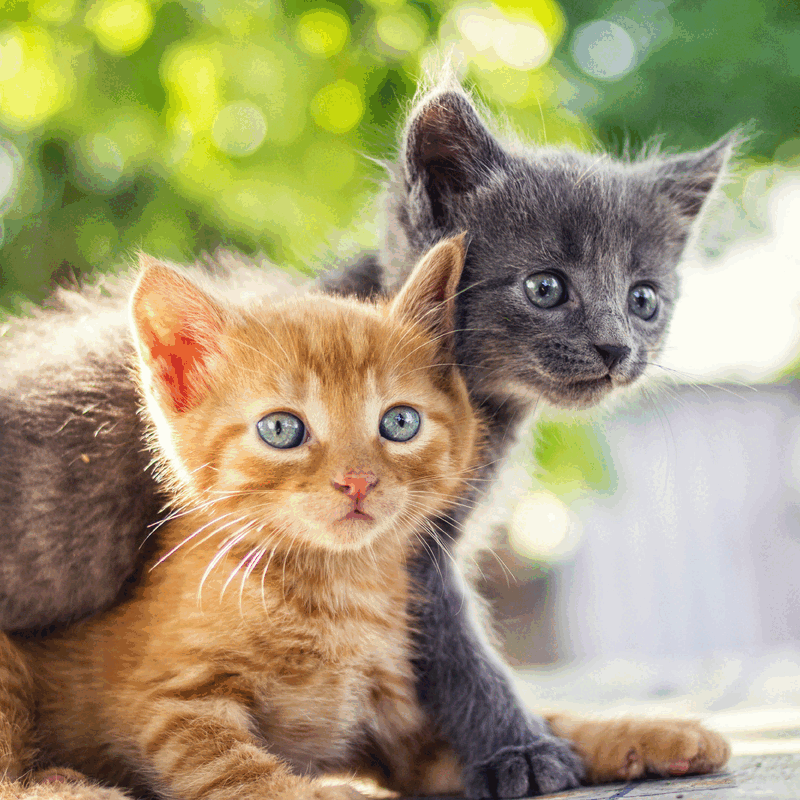 Resiste la tentación
Impresiona las papilas gustativas de tu gato