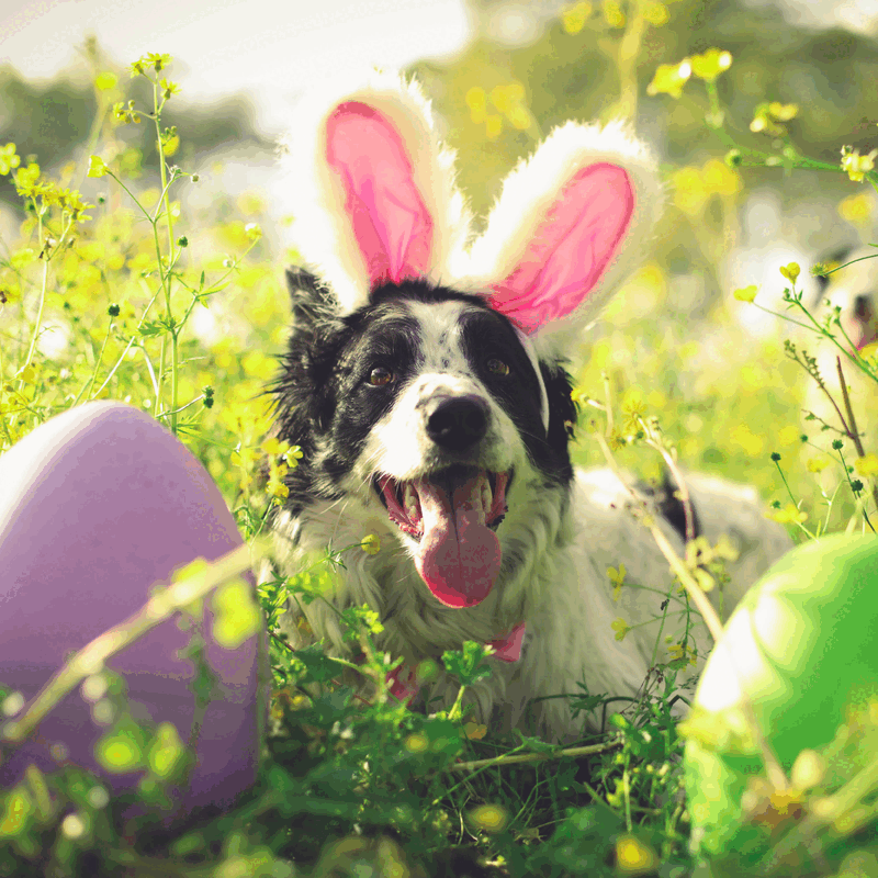 Dale el gusto
Repletas de delicias