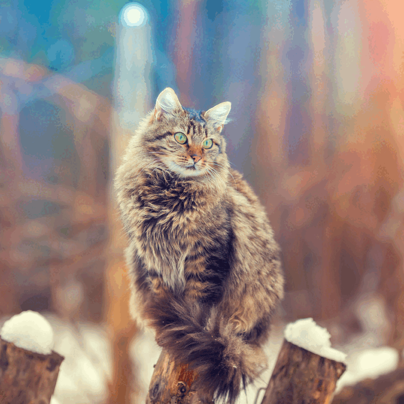 Dale el gusto
Repletas de delicias